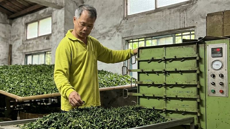 李生志表示，「台灣亞種麝香貓」因早期濫捕已40年多沒在坪林見到了，如今可能復育有成，所以才又出現。（圖／欣泰茶園提供）