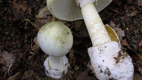 「白毒鵝膏」（White Death Cap）(示意圖／翻攝自維基百科）