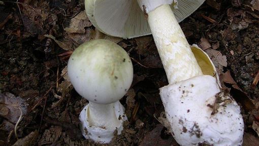 誤食奪命白菇！2男下肚狂吐慘死
