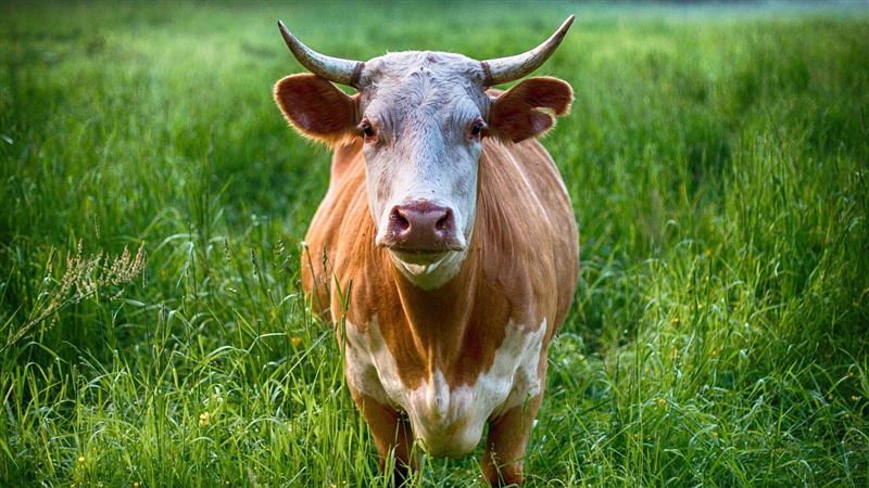 食肉寄生蟲絕跡60年再現 美牛農全面警戒