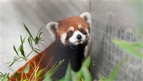 雄性小貓熊進到檢疫舍開始積極探索。（圖／臺北市立動物園提供） 