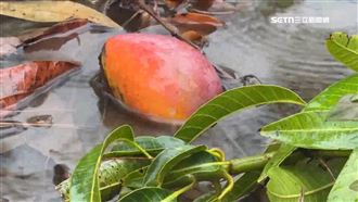 芒果園泡水損失逾10萬　果農自嘲變兒童池