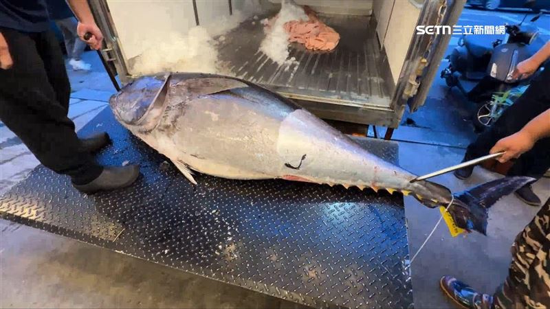 80公斤重的屏東黑鮪魚橫跨將近150公里直送嘉義餐廳