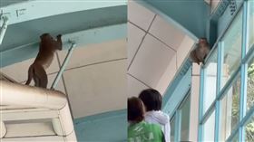 北捷動物園站今（7日）有兩隻猴子闖進捷運站內。（圖／翻攝自threads@jimmyhsu6872）