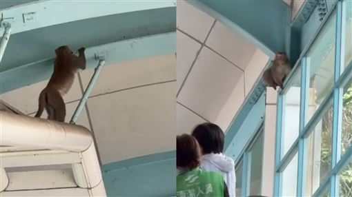 北捷動物園站猴子趴趴走！荒謬畫面被拍