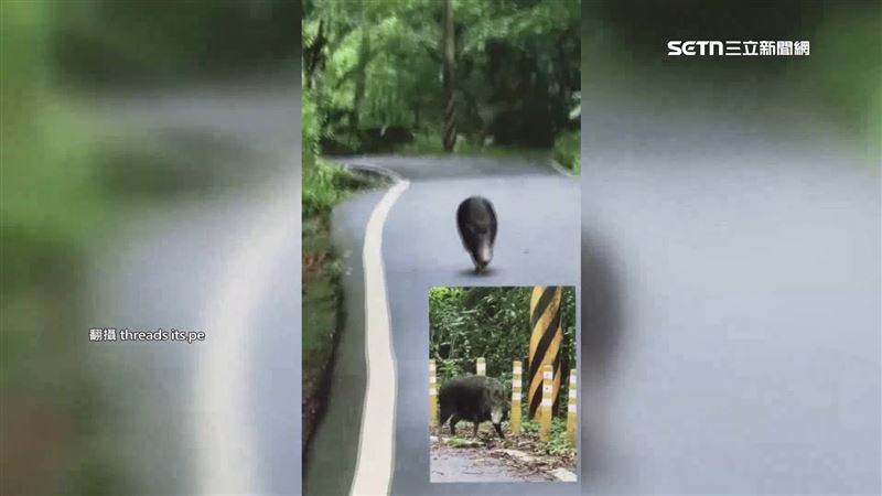 人生解鎖「被野豬追」 夫妻狂踩單車逃命