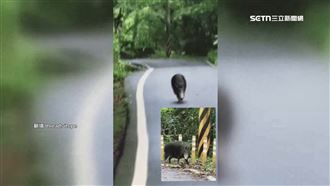 人生解鎖「被野豬追」　夫妻狂踩單車逃命