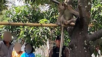 阿公寵物猴突暴走！6歲童慘遭活活咬死