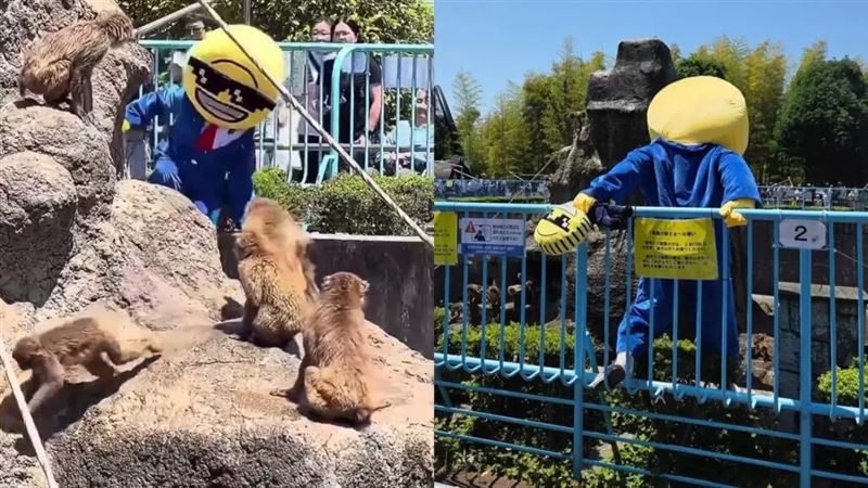 闖日本獼猴Panchi君猴山 2美籍男下場曝