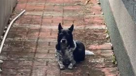 二崙，米克斯犬，陳美琪，懸賞獎金，50萬，飼主曝:太多電話騷擾，鄰居家，納涼，拾獲阿伯(圖／翻攝畫面)