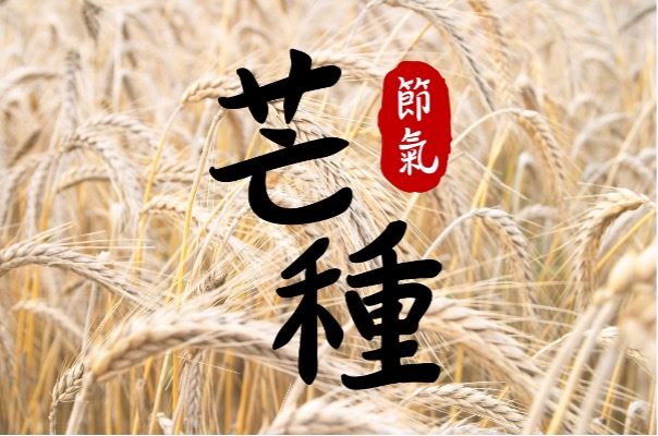 芒種。（圖／CANVA製作）