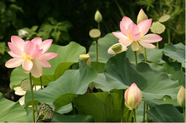荷花。（圖／CANVA製作）