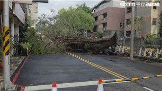 力行國小路樹連根斷　巨樹橫倒畫面驚悚