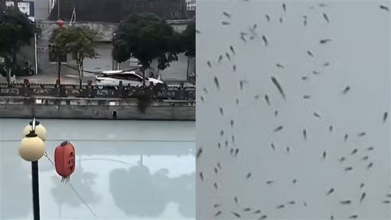 浙江河流一夜變「牛奶河」!魚群集體浮出