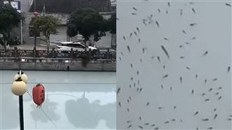 浙江河流一夜變「牛奶河」！魚群集體浮出
