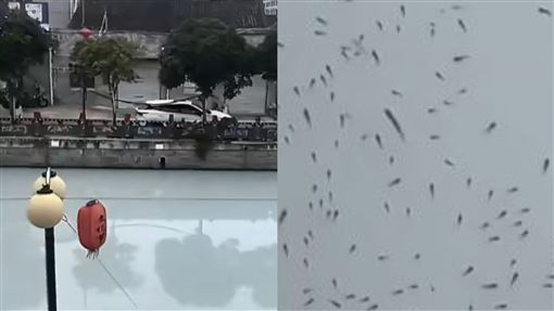 浙江河流一夜變「牛奶河」！魚群集體浮出