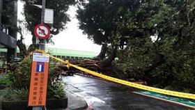 台北市中正區水源路9日發生路樹傾倒事件，造成1輛停放的汽車遭壓損。（翻攝照片）