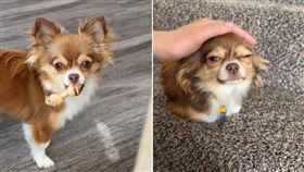 吉娃娃被摸「秒做出貓姿勢」　飼主故事感動萬人（圖／翻攝自tiktok@chiwiwi11945）