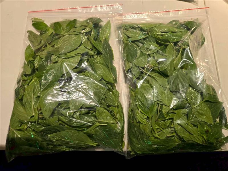 台北市衛生局今公布4月抽驗「生鮮蔬果檢驗殘留農藥」,瓦城泰統股份有限公司天母分公司(非常泰)的九層塔驗出2農藥超標。(圖/衛生局提供)