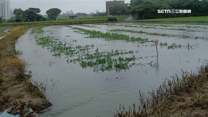 農作物大受影響，整片西瓜田幾乎泡在水裡，讓農民看了相當心痛