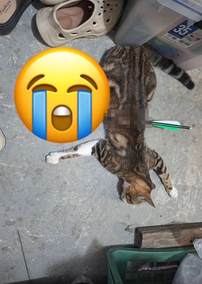 居民飼養的家犬、家貓遭人以十字弓殺害慘死街頭。(圖/翻攝畫面)