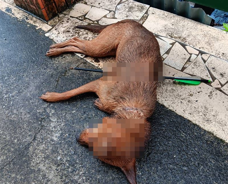 居民飼養的家犬、家貓遭人以十字弓殺害慘死街頭。(圖/翻攝畫面)