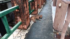 居民飼養的家犬、家貓遭人以十字弓殺害慘死街頭。（圖／翻攝畫面）