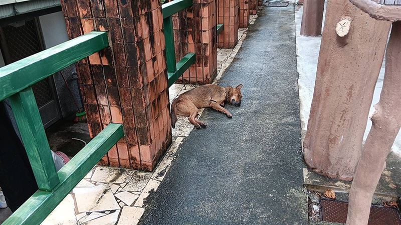 居民飼養的家犬、家貓遭人以十字弓殺害慘死街頭。(圖/翻攝畫面)