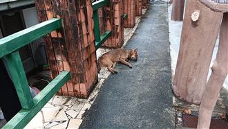 十字弓虐殺貓狗　部落成狩獵場…血染街頭