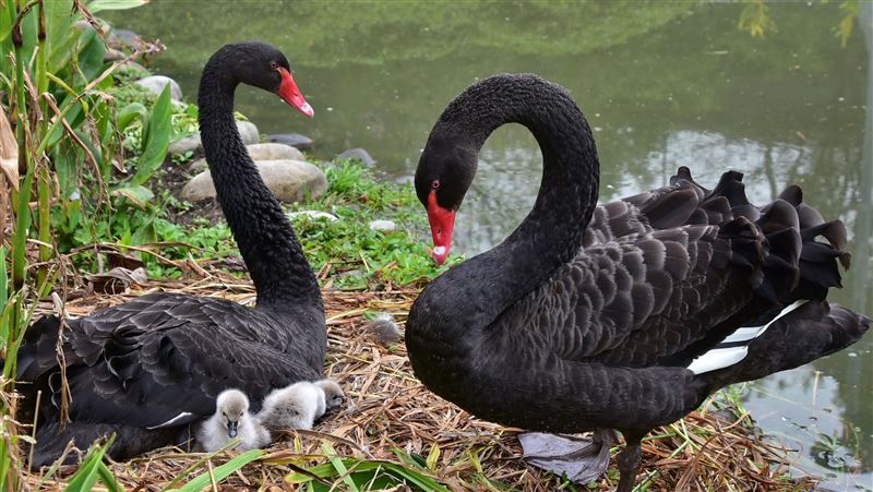 照顧黑天鵝時薪600元?北市動物園:詐騙