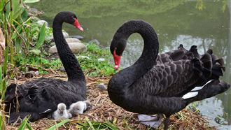 照顧黑天鵝時薪600元？北市動物園：詐騙