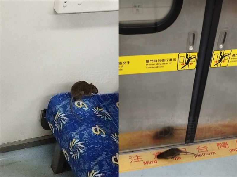 台鐵區間車驚見老鼠在車廂內亂竄,甚至爬上座椅,引發乘客關注,旅客呼籲加強清潔消毒。(圖/Threads@來談鐵路 授權提供)