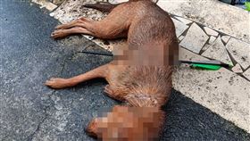 居民飼養的家犬、家貓遭人以十字弓殺害慘死街頭。（圖／翻攝畫面）