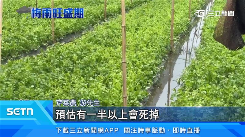 芹菜農民表示,估一半以上會死掉