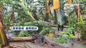 全台大雨！香蕉、玉米倒伏　農民苦