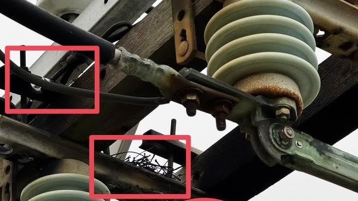 小鳥觸電成焦屍!害彰化3871戶停電5小時