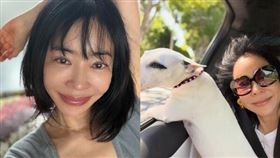 李惠英常分享跟愛犬日常。（圖／翻攝自IG）