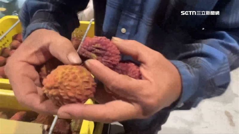 市面上少見的品種紫娘喜外表飽滿、成熟紅透，大小驚人