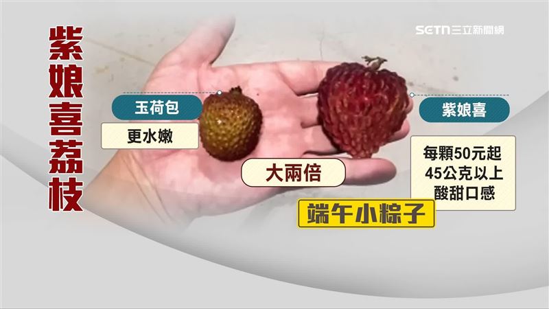 紫娘喜比玉荷包還要大上兩倍，被稱為「端午小粽子」
