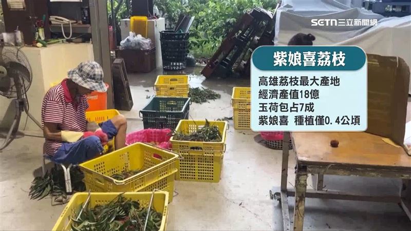 高雄為全國荔枝最大產地，經濟產值高達18億