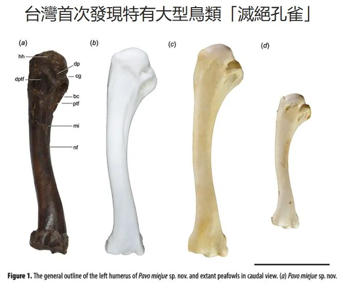 生存於台灣更新世時期的「滅絕孔雀」與其它孔雀物種的形態比較與分析。(圖/台灣大學提供)