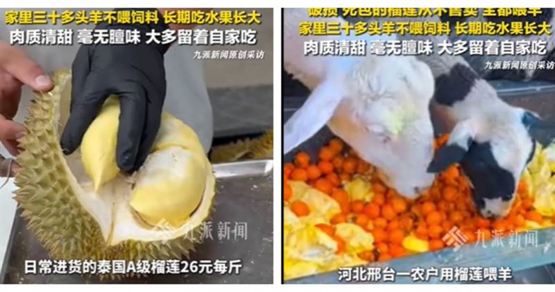 河北果農將無法販售的榴槤拿來餵羊，特殊畫面在網路掀起熱議。（圖／翻攝自九派新聞，下同）