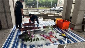 雲林縣議會上演「黑鮪魚現切秀」。（圖／江海房屋提供） 
