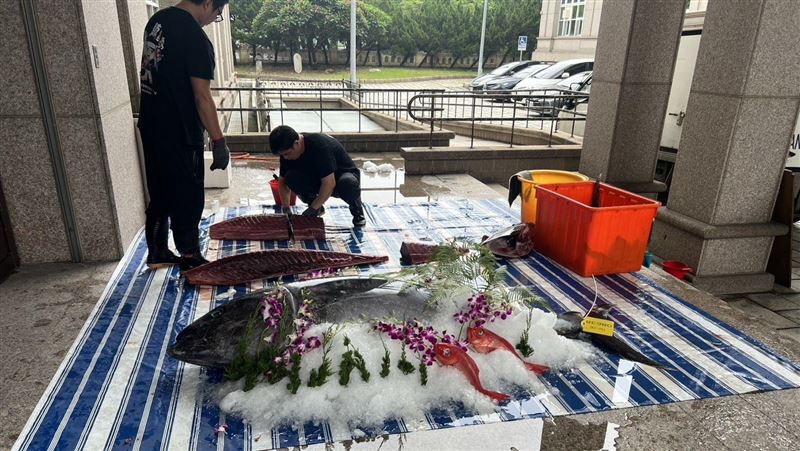 議會上演「黑鮪魚現切秀」　提前端午加菜