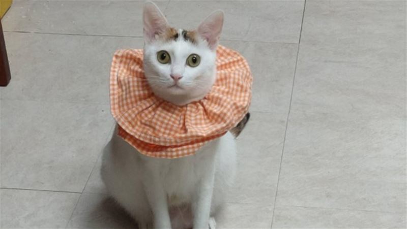 養寵物有補助 飼主做1事每隻最高領1200