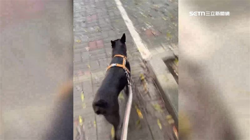 獨／公園散步愛犬猝逝！飼主質疑誤食鼠藥