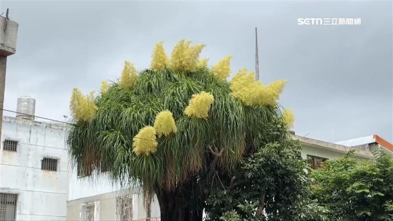 10米酒瓶蘭罕見開花 台東市湧現黃色花叢