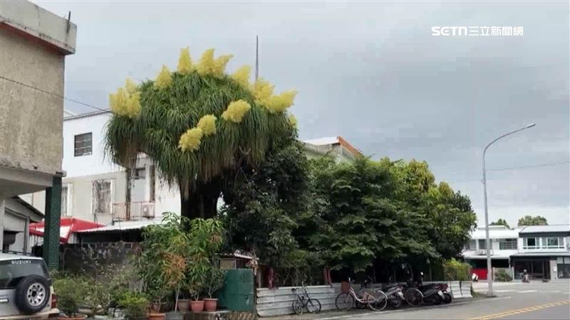 台東一棵高達十公尺的酒瓶蘭罕見開出金黃色花,樹齡已超過40年