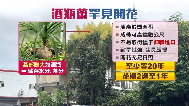 酒瓶蘭介紹