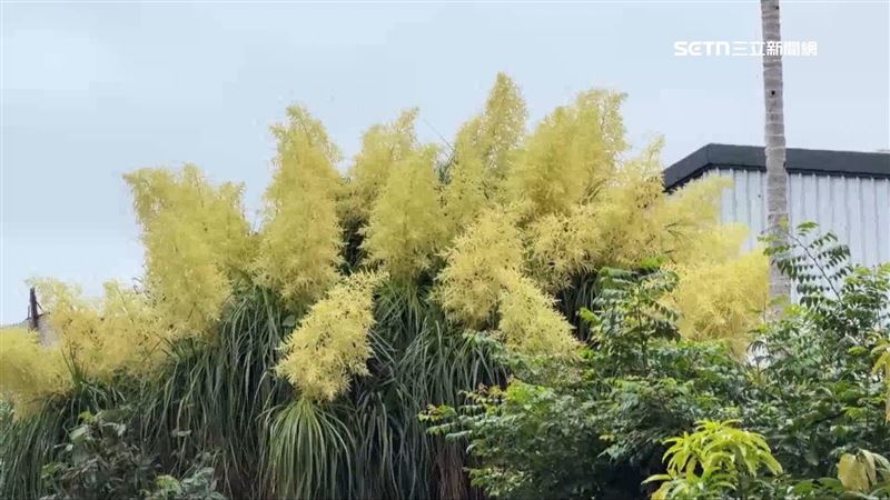 聳立在台東市區的酒瓶蘭,是屋主爸爸年輕時所栽種,至今至少40年